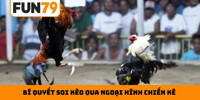 Bí quyết soi kèo qua ngoại hình chiến kê