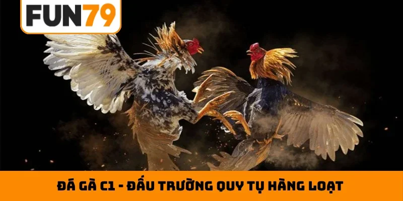 Đá gà C1
