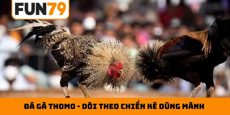Đá gà Thomo