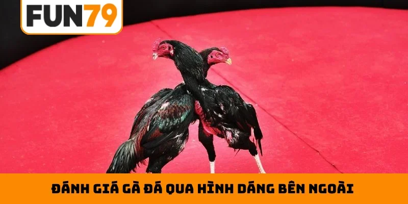 Đánh giá gà đá qua hình dáng bên ngoài