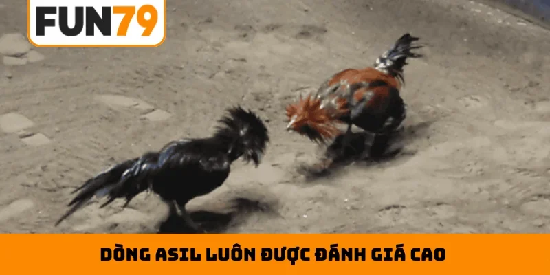 Dòng Asil luôn được đánh giá cao