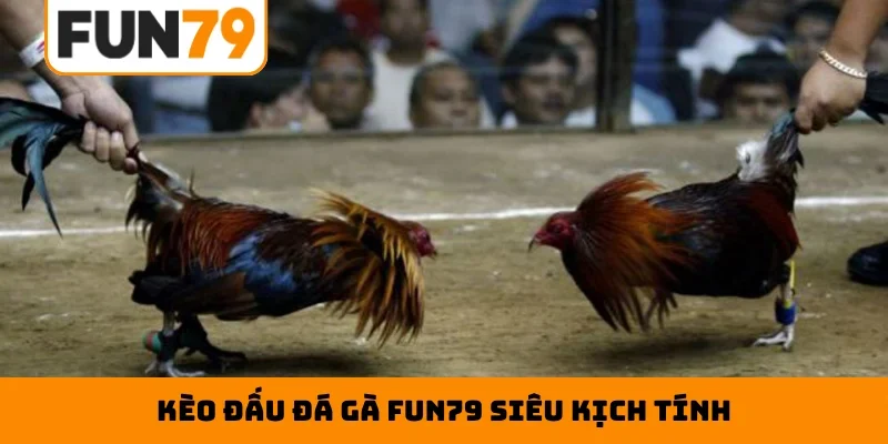 Kèo đấu đá gà Fun79 siêu kịch tính