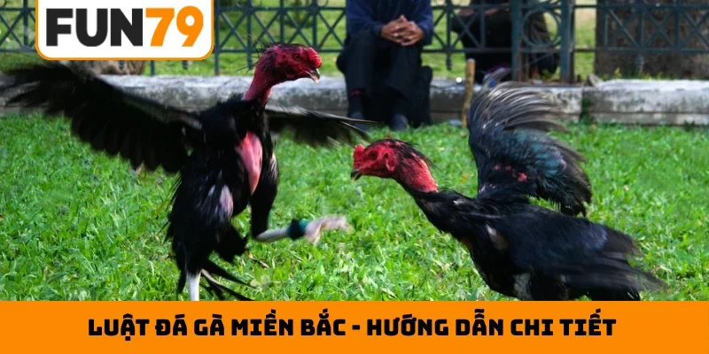 Luật đá gà Miền Bắc