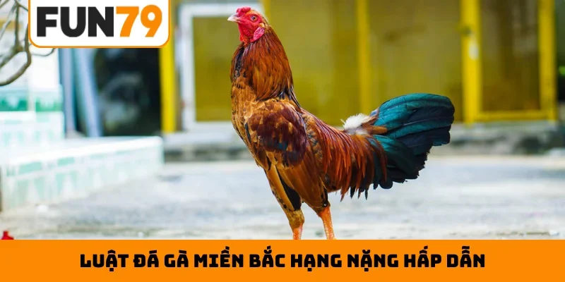 Luật đá gà Miền Bắc hạng nặng hấp dẫn