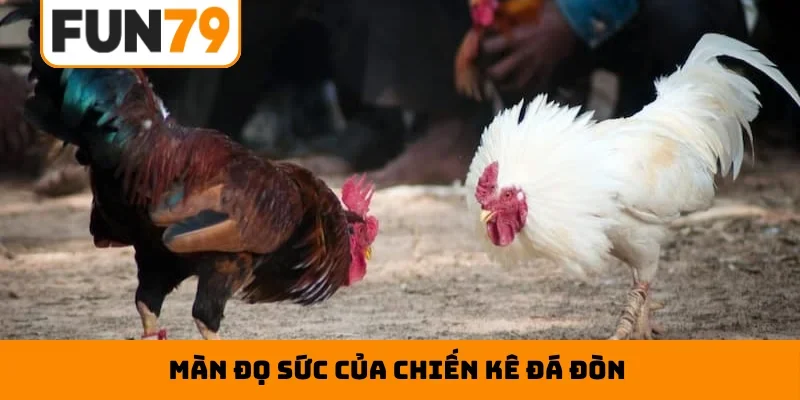 Màn đọ sức của chiến kê đá đòn