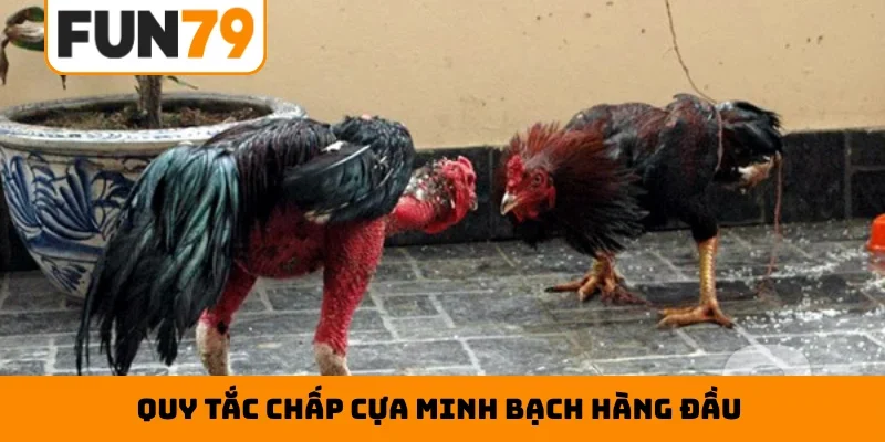 Quy tắc chấp cựa minh bạch hàng đầu