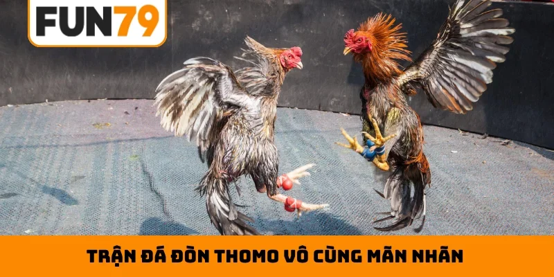 Trận đá đòn Thomo vô cùng mãn nhãn