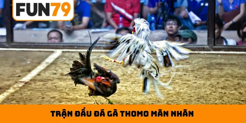 Trận đấu đá gà Thomo mãn nhãn