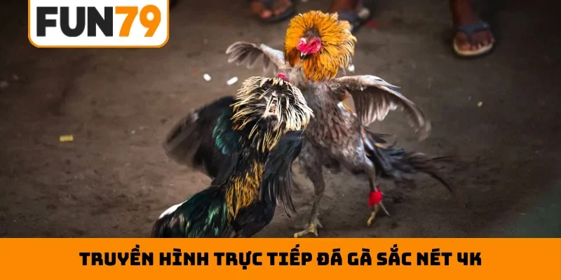 Truyền hình trực tiếp đá gà sắc nét 4K